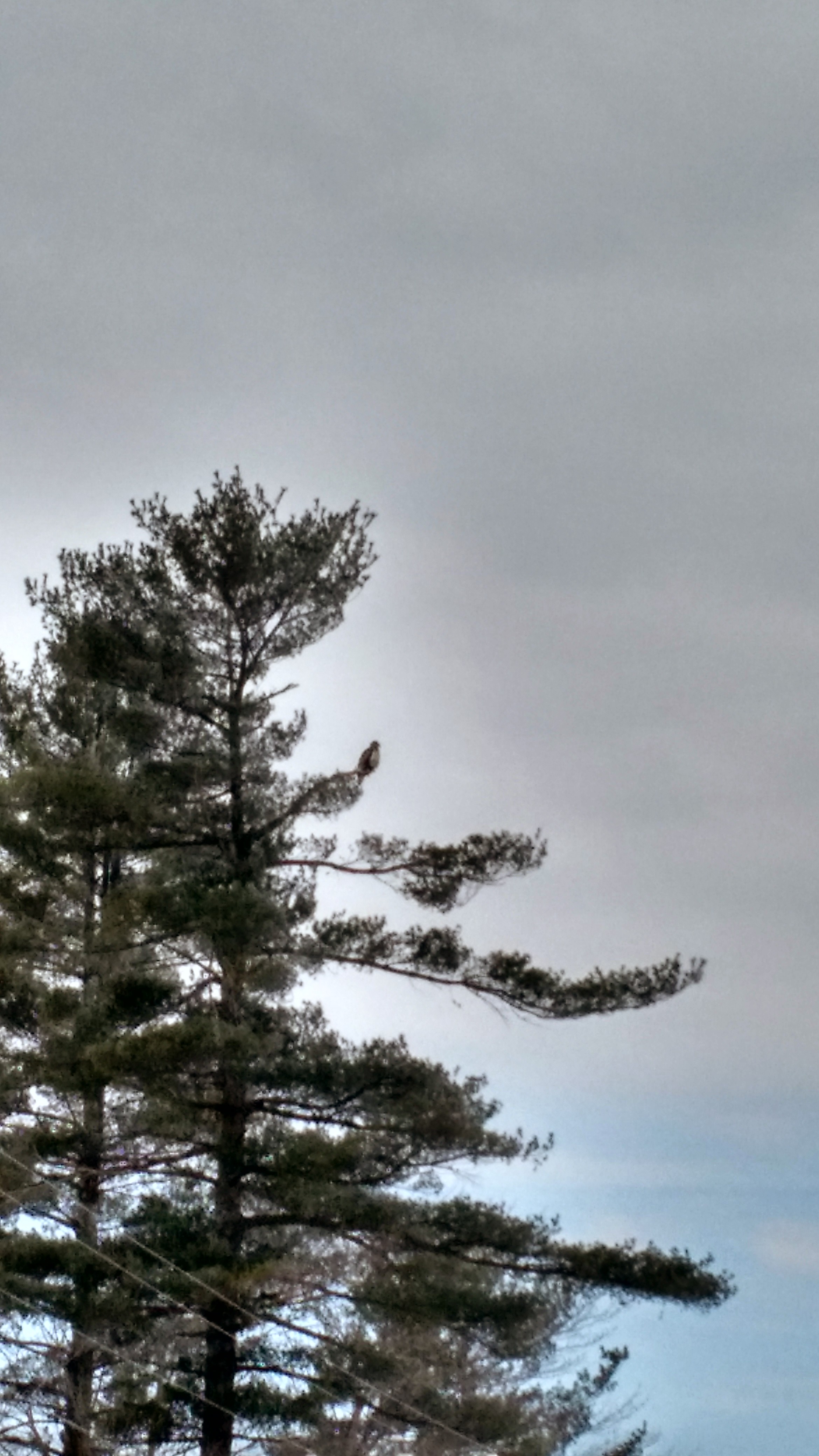 Osprey in Tree