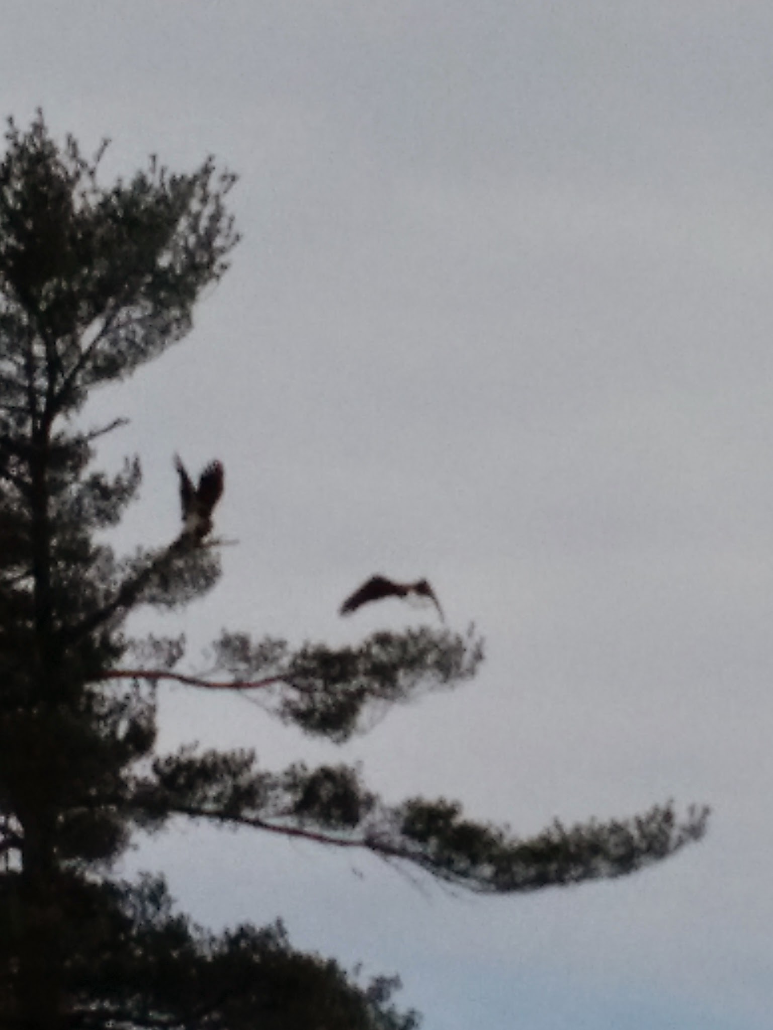 Bald Eagle & Osprey