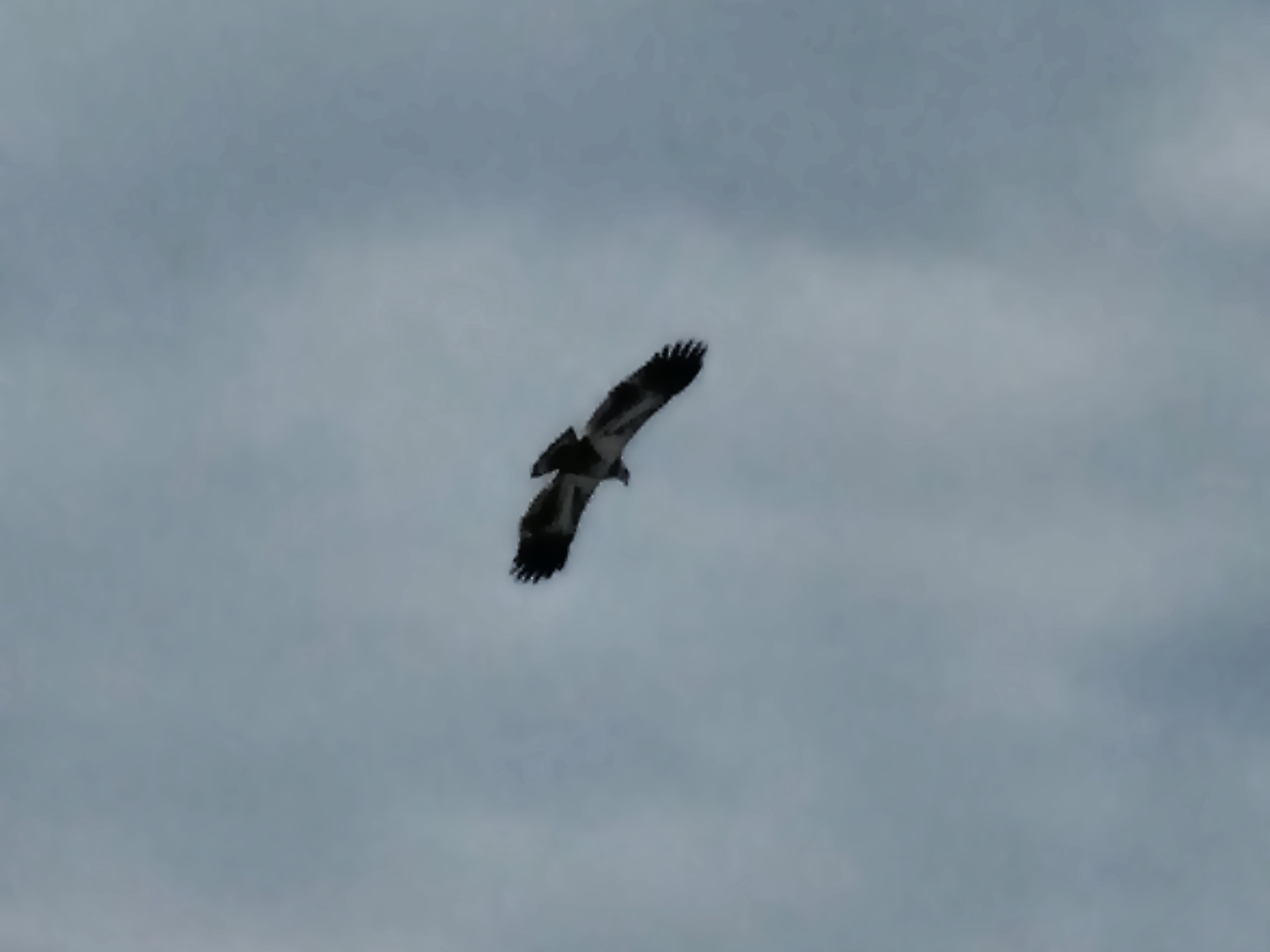 Osprey in Flight