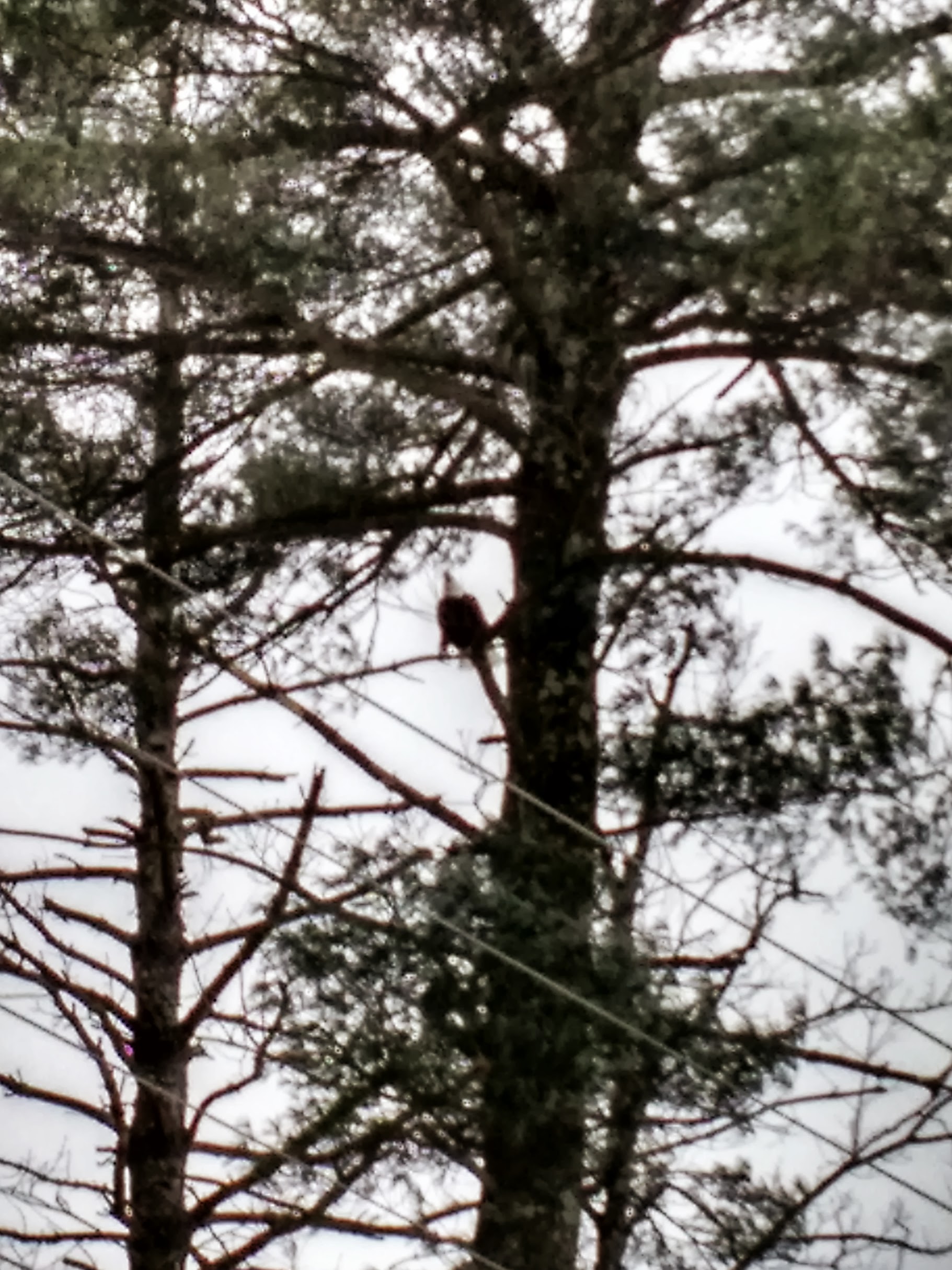 Bald Eagle in Tree