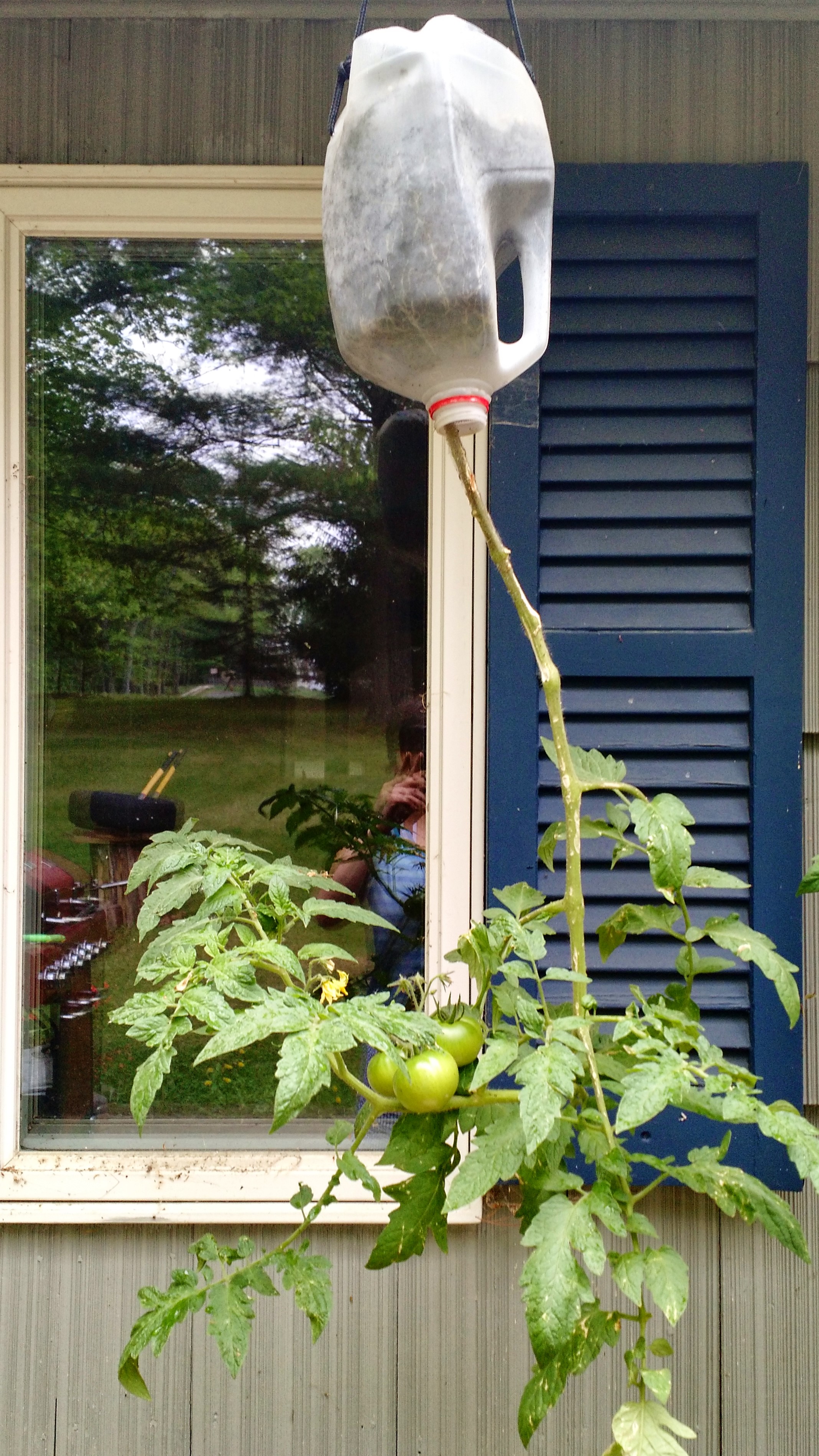 hanging tomatoes