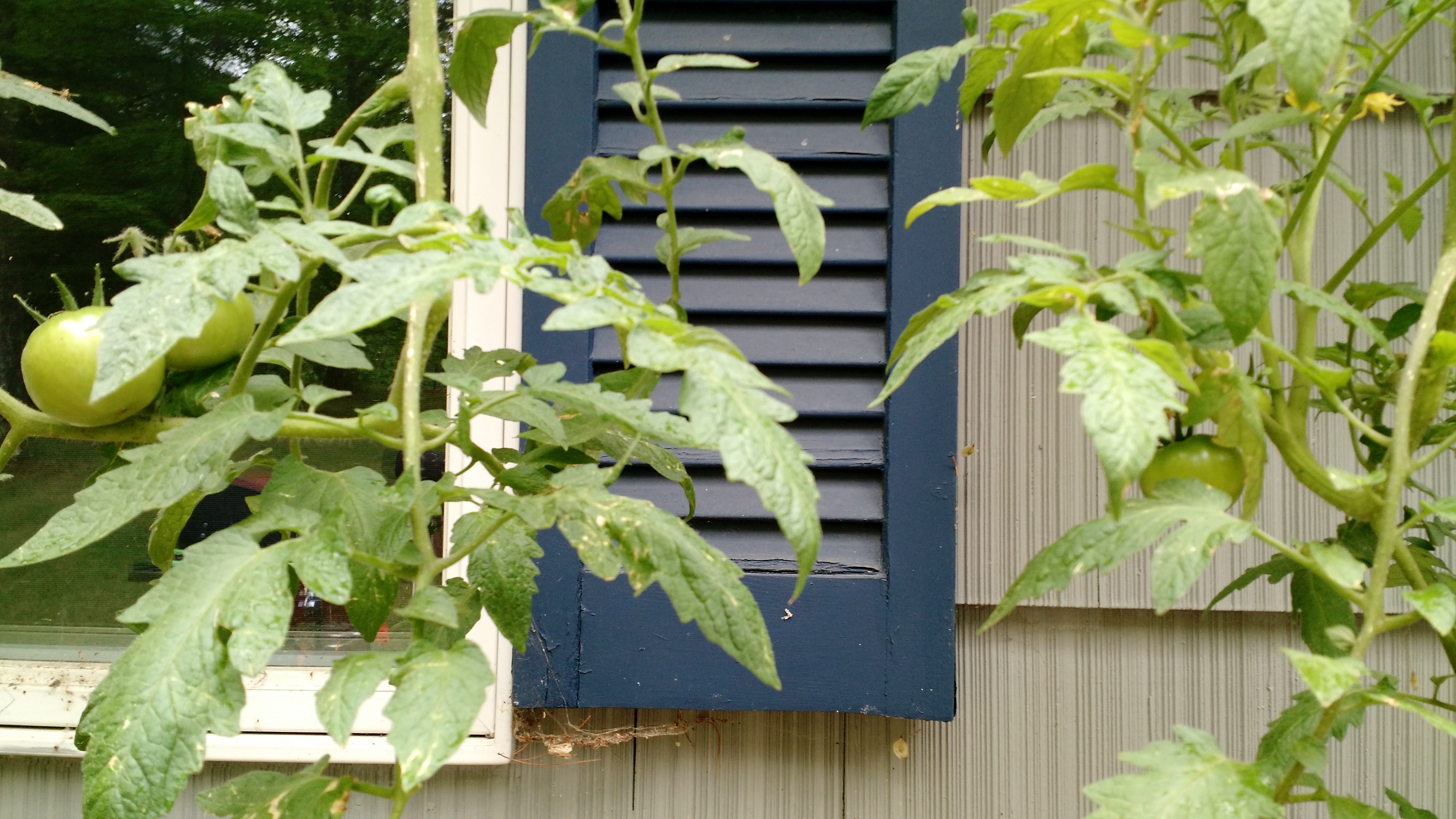 hanging tomatoes