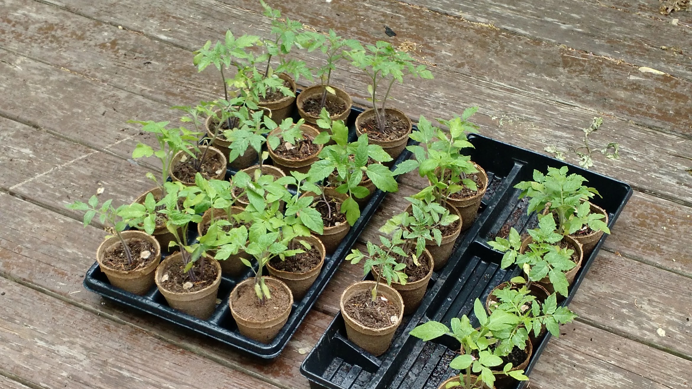 A Million Tomato Seedlings