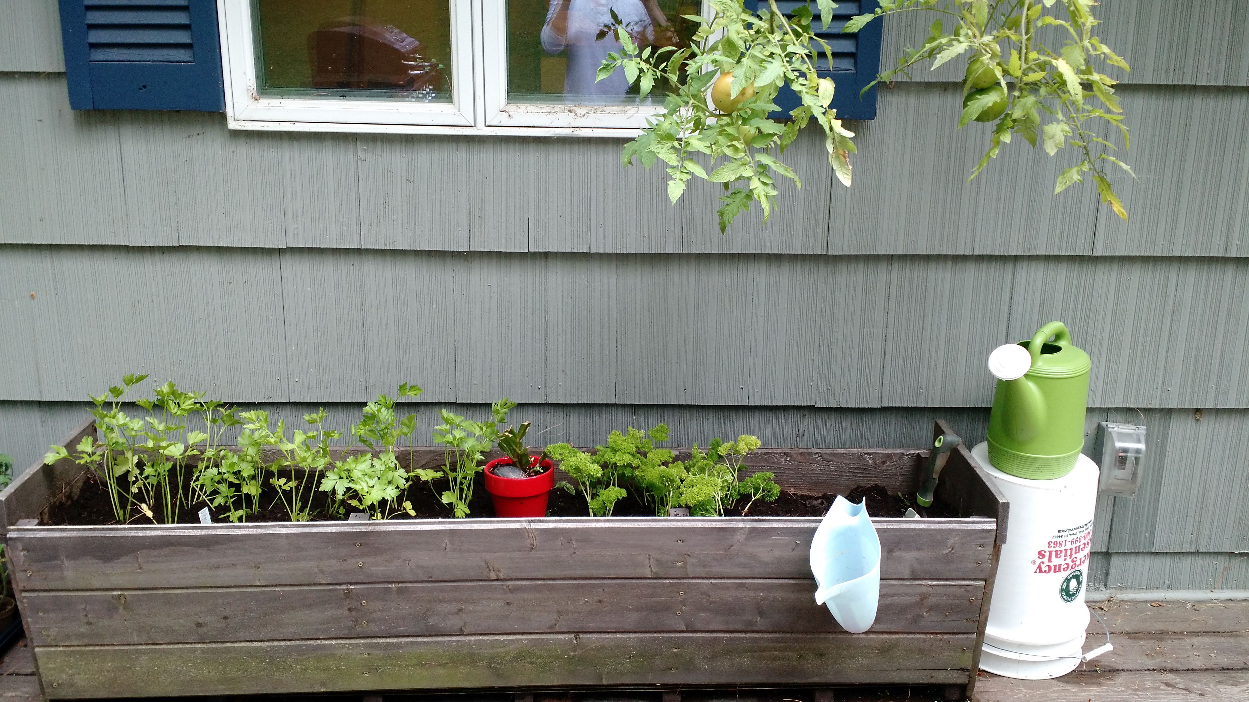 parsley bed