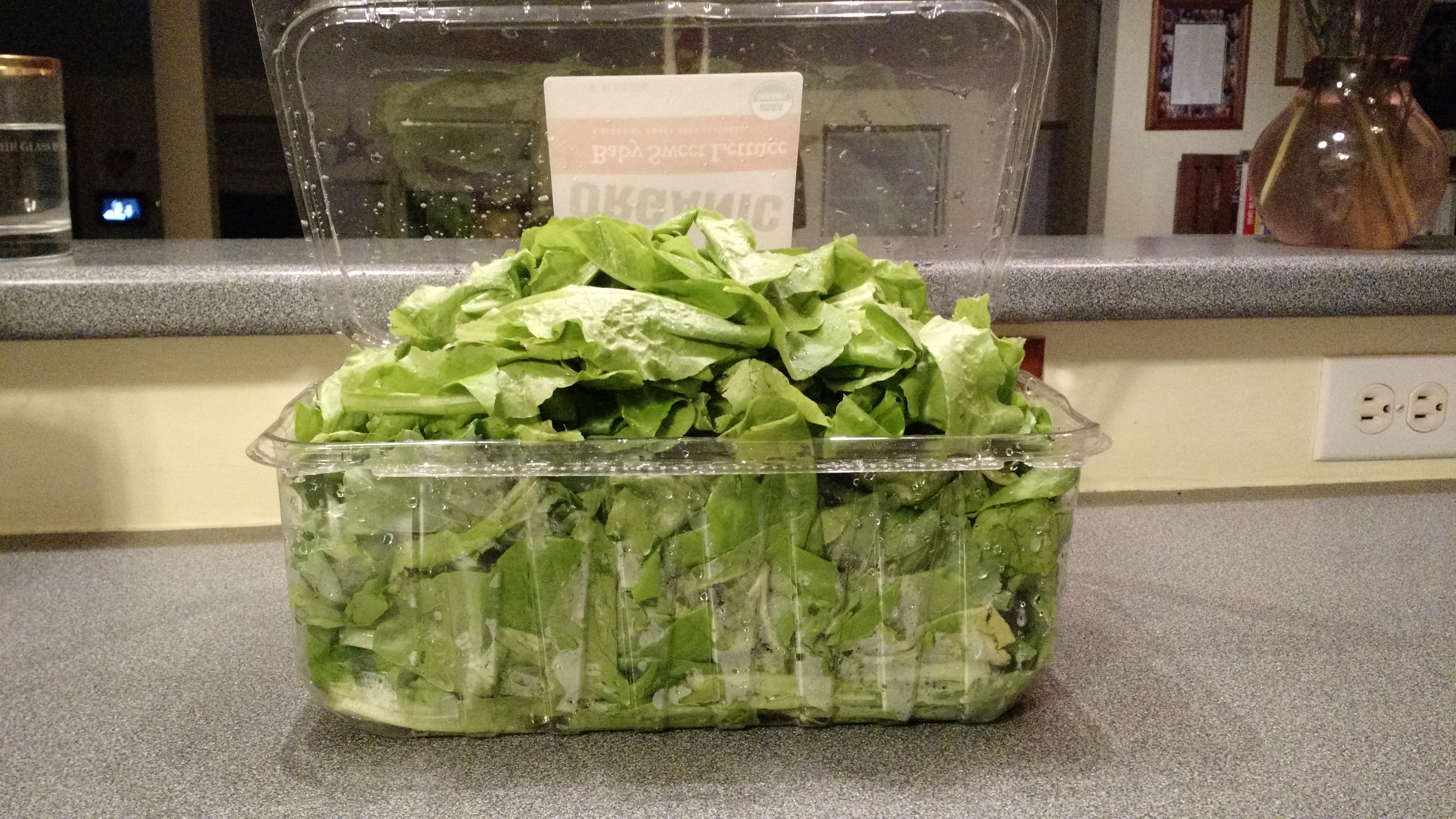 first lettuce harvest
