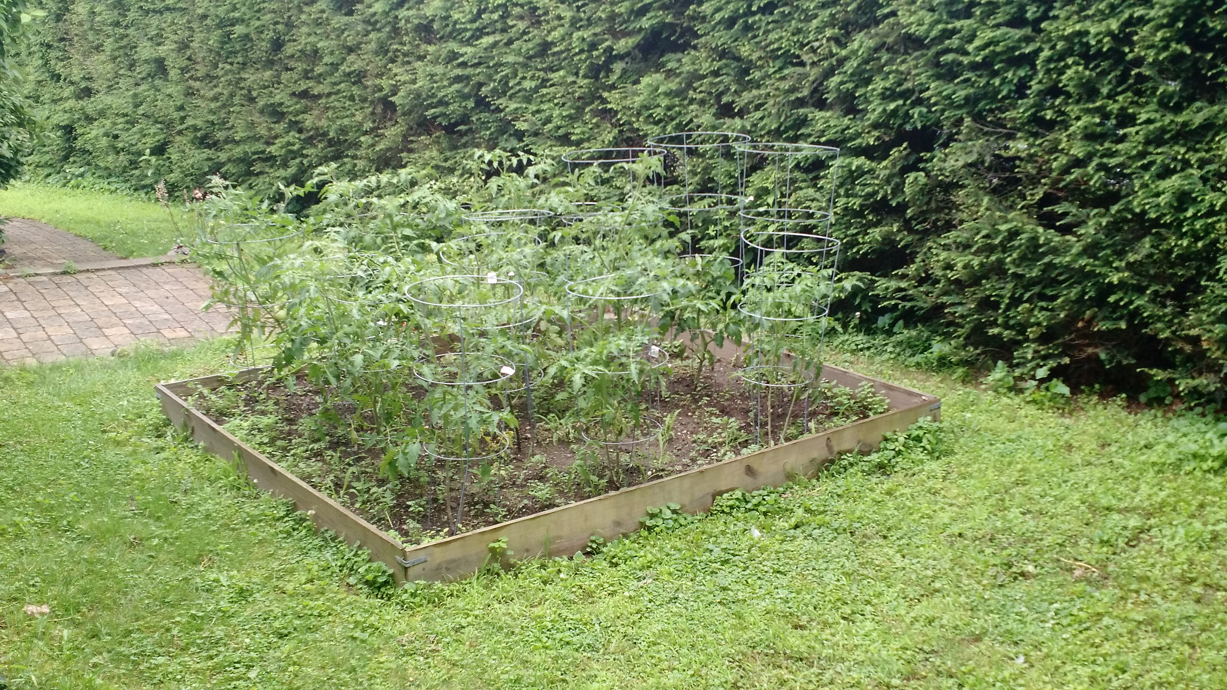 tomato garden