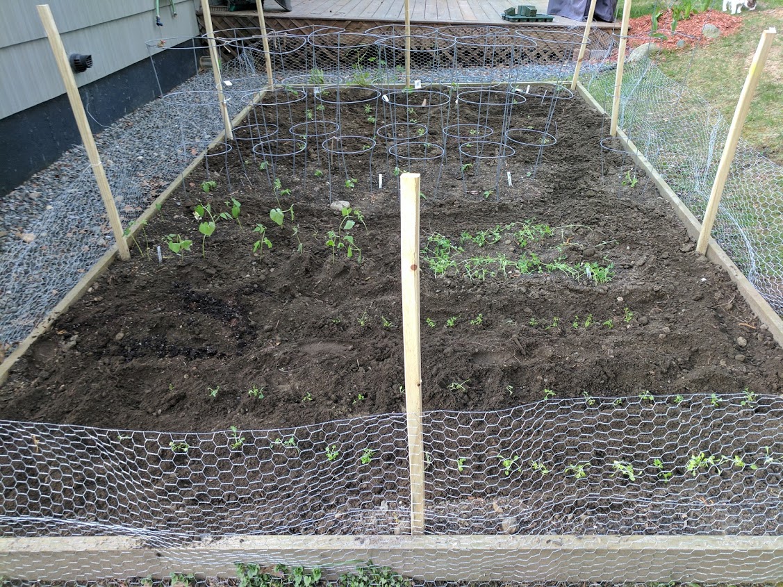 Backyard garden bed full planted and with woodchuck wall