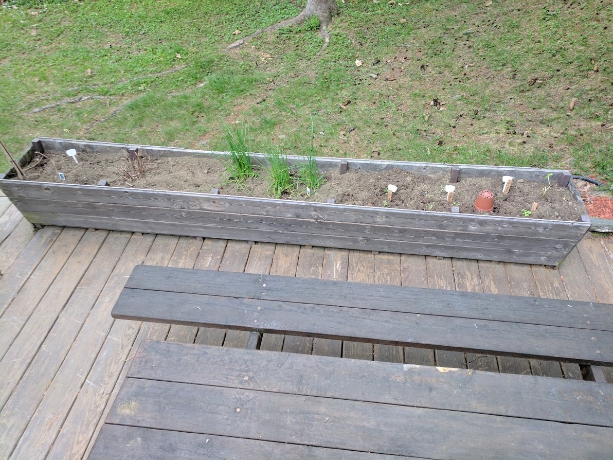 herb bed with chives