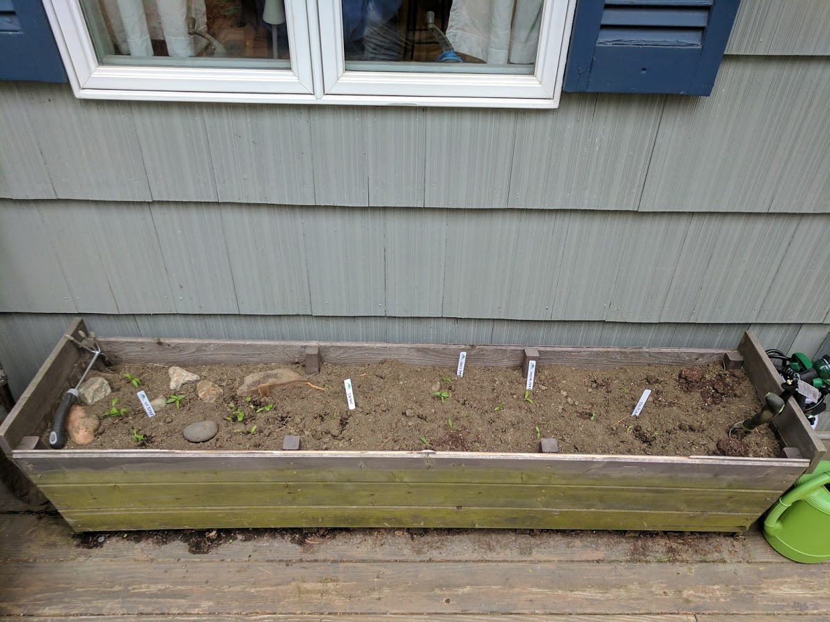 herb bed with cilantro and peppers