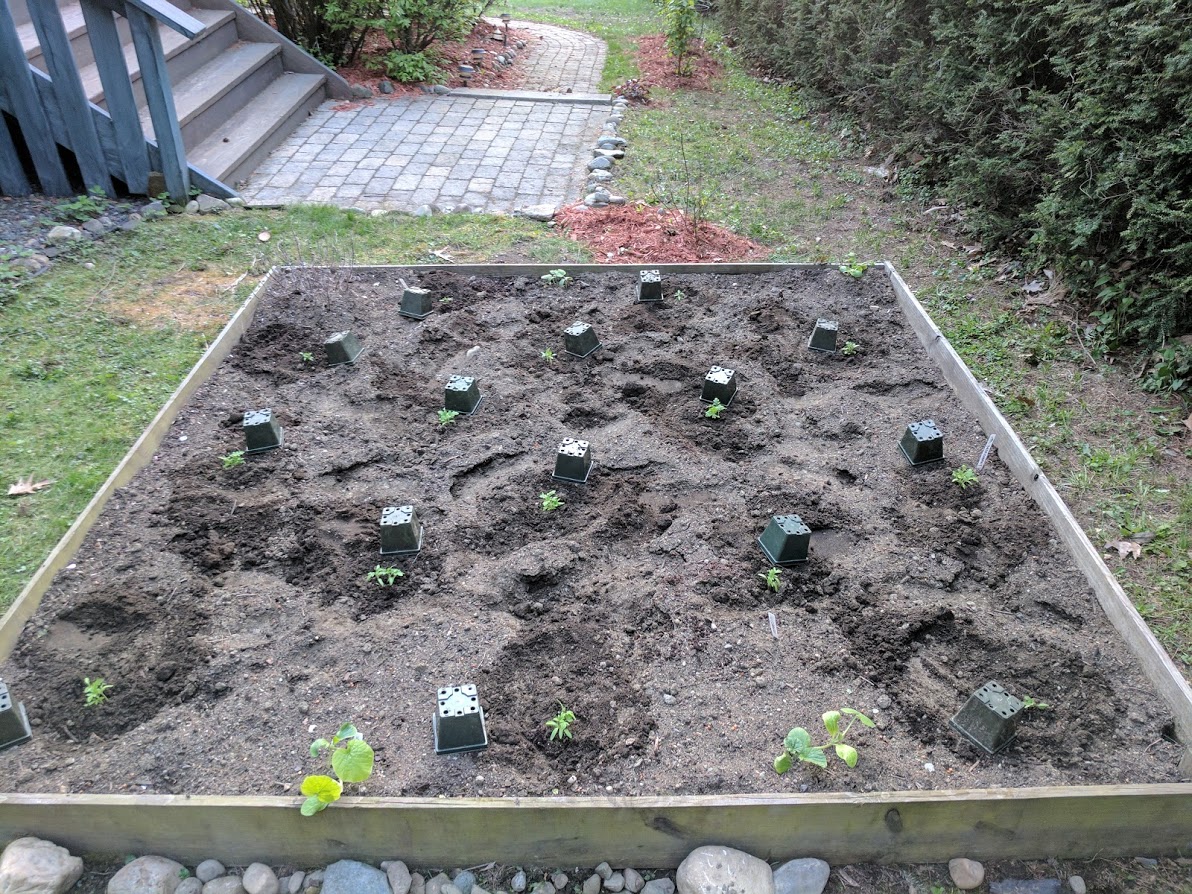 Tomato garden bed