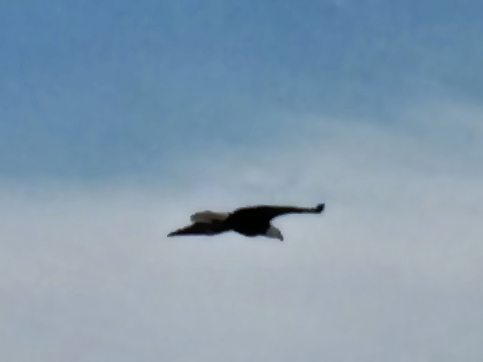 Bald Eagles & Osprey