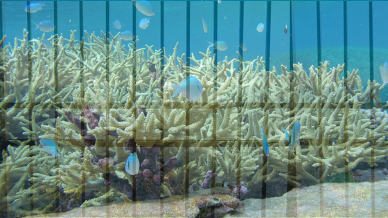 Coral Reefs & Prison